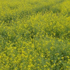 Meet your Posher, Taoran